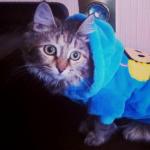 How to sew clothes for a cat do it yourself that it is necessary for a modern kitty suit
