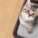 Teach the kitten to the tray: quickly and reliably