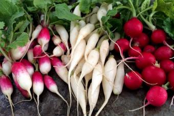 Radish during pregnancy: useful properties and contraindications